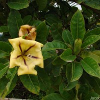 <i>Solandra maxima</i>  (Moc. & Sess   ex Dunal) P.S.Green
